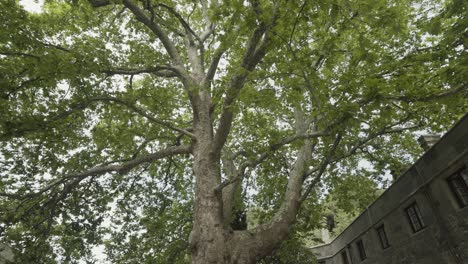 large tree with lush green leaves