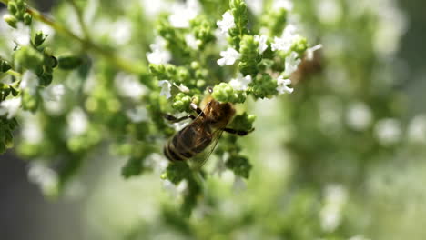 bee on thyme flower