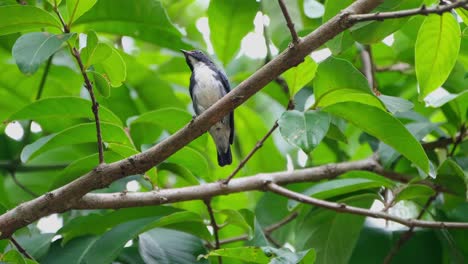 individuo macho mirando a su alrededor mientras la cámara se aleja, pico de flores de espalda escarlata dicaeum cruentatum, tailandia