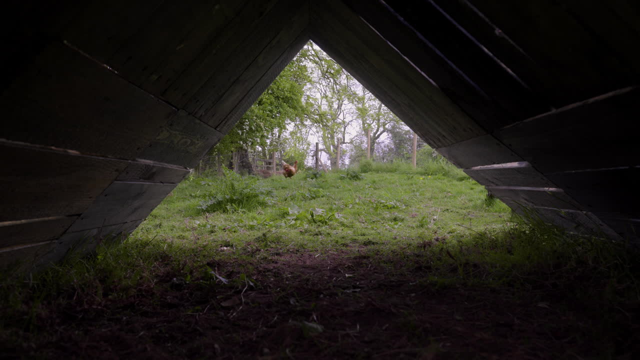 풀이 우거진 인클로저의 보호소 아래에서 멀리 떨어진 닭
