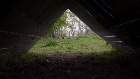 chicken in distance from underneath a shelter in grassy enclosure