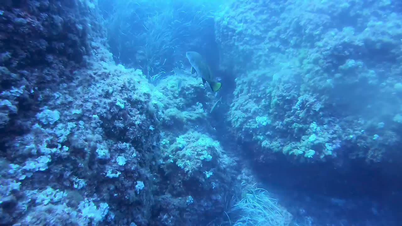 Fish swimming in between coral reefs seen by the divers in Fornells Minorca. Underwater