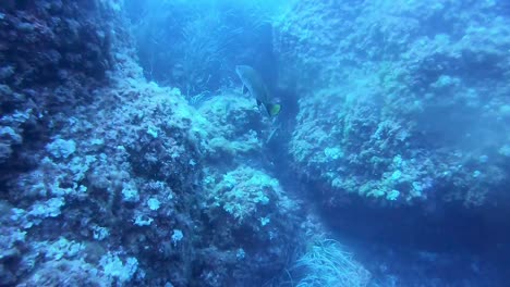 fish swimming in between coral reefs seen by the divers in fornells minorca. underwater