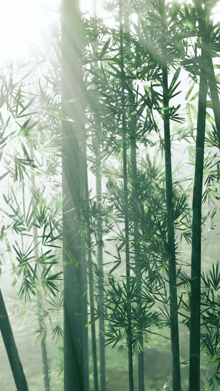 La luce filtra attraverso il bambù in una foresta nebbiosa al mattino.