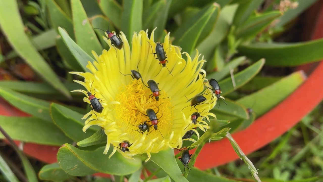 Rekaman makro gerak lambat beberapa kumbang Heliotaurus ruficollis bergerak melintasi kelopak bunga taman emas, menyoroti aktivitas alami mereka selama pagi musim semi yang cerah