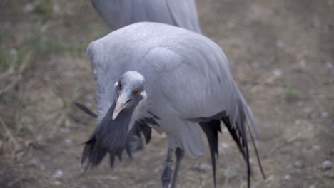 una grulla señorita chasqueando el pico en el aire y mirando a su alrededor