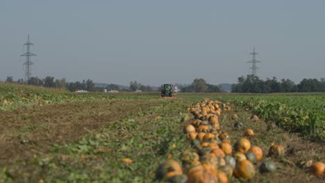 low-angled view over pumpkin field with harvester in distance