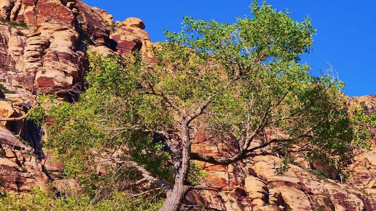 Soutwest mountains and summer trees