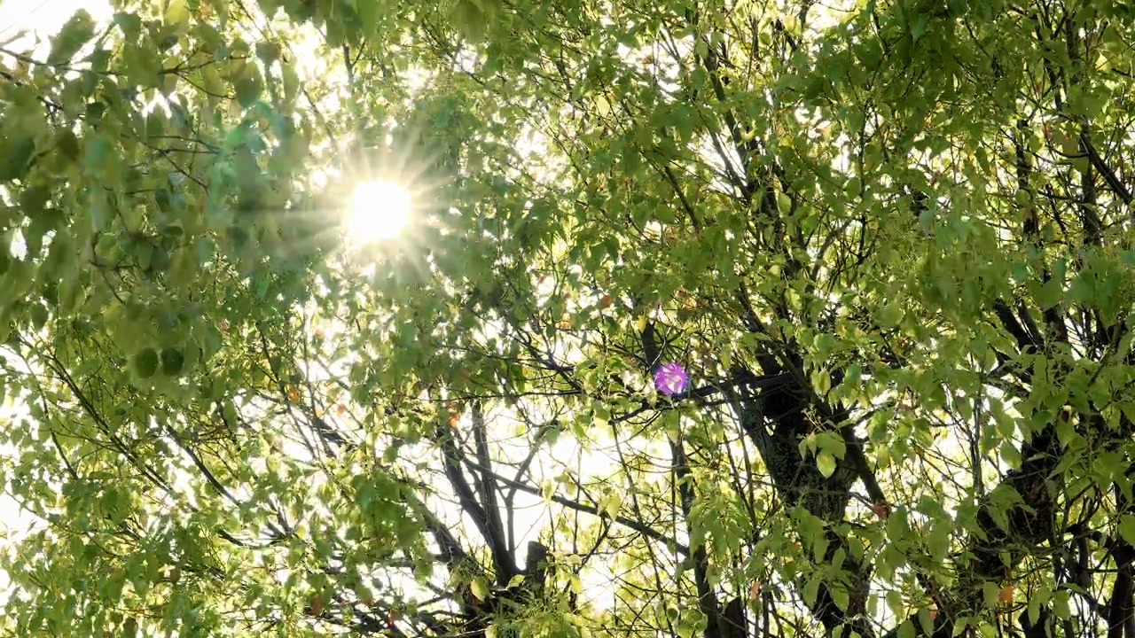 Rayos de sol a través de las hojas verdes de los árboles