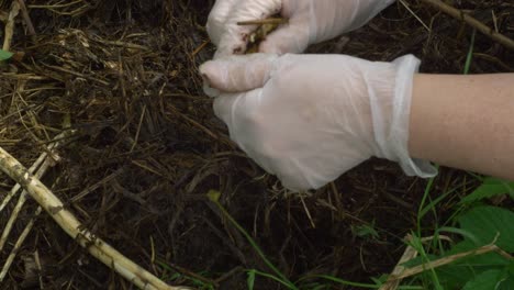 se cosechan papas de almendra que se han cultivado con un método ruth stout usando heno.