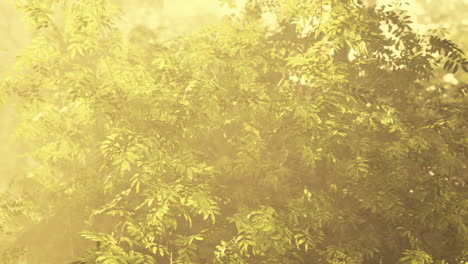 sunlight shining through a foggy forest with green leaves