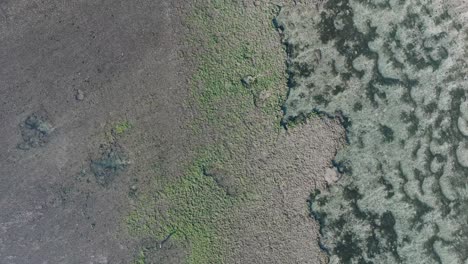 Top-Down-Panning-Drone-shot-over-low-tide-coral-reef-in-Uluwatu-Bali-Indonesia