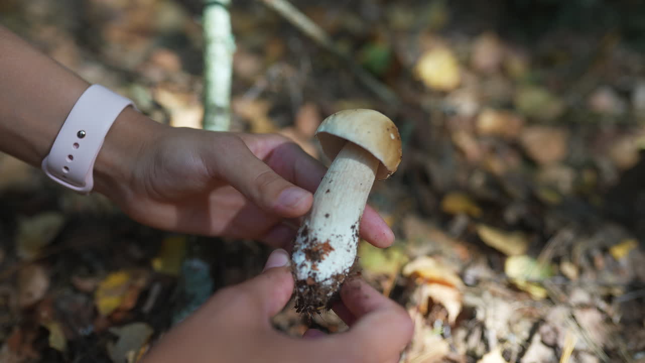encontrar un delicioso hongo en el bosque