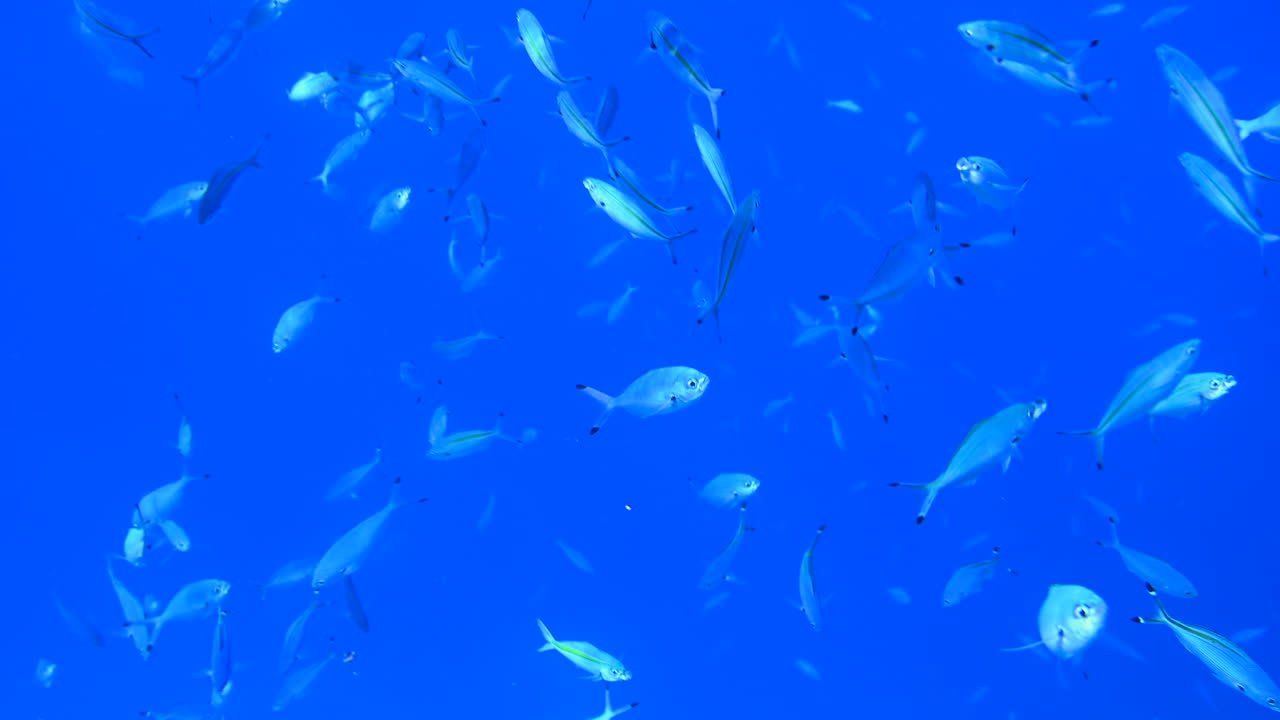 A school of Caesio fish swimming in the red sea