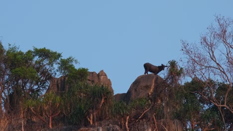 visto mirando hacia la derecha comiendo algo de comida y luego mirando hacia la cámara desde la cima de la montaña de piedra caliza, mailand serow capricornis sumatraensis maritimus, tailandia