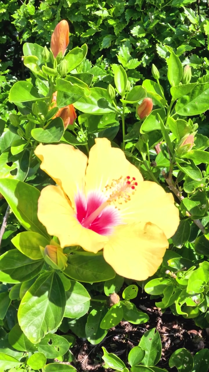 Un vivace ibisco giallo con un centro rosa fiorisce tra fitte foglie verdi del giardino