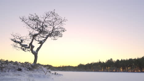 Winter-hues-over-blanketed-meadow,-wonderful-sky-in-Nõva,-Estonian-forest-in-the-background