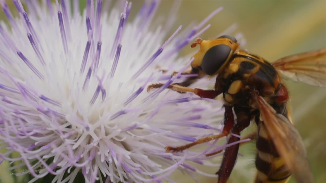 foto macro de volucella zonaria en una flor de cardo rosa y blanco, parece una abeja