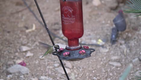 un colibrí bebiendo en un comedero de repente sale volando