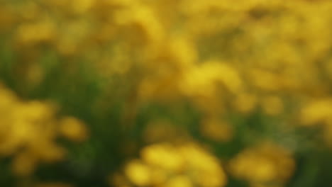 Yellow-flowers-blooming-in-field-in-warm-day.-Tranquil-floral-background.