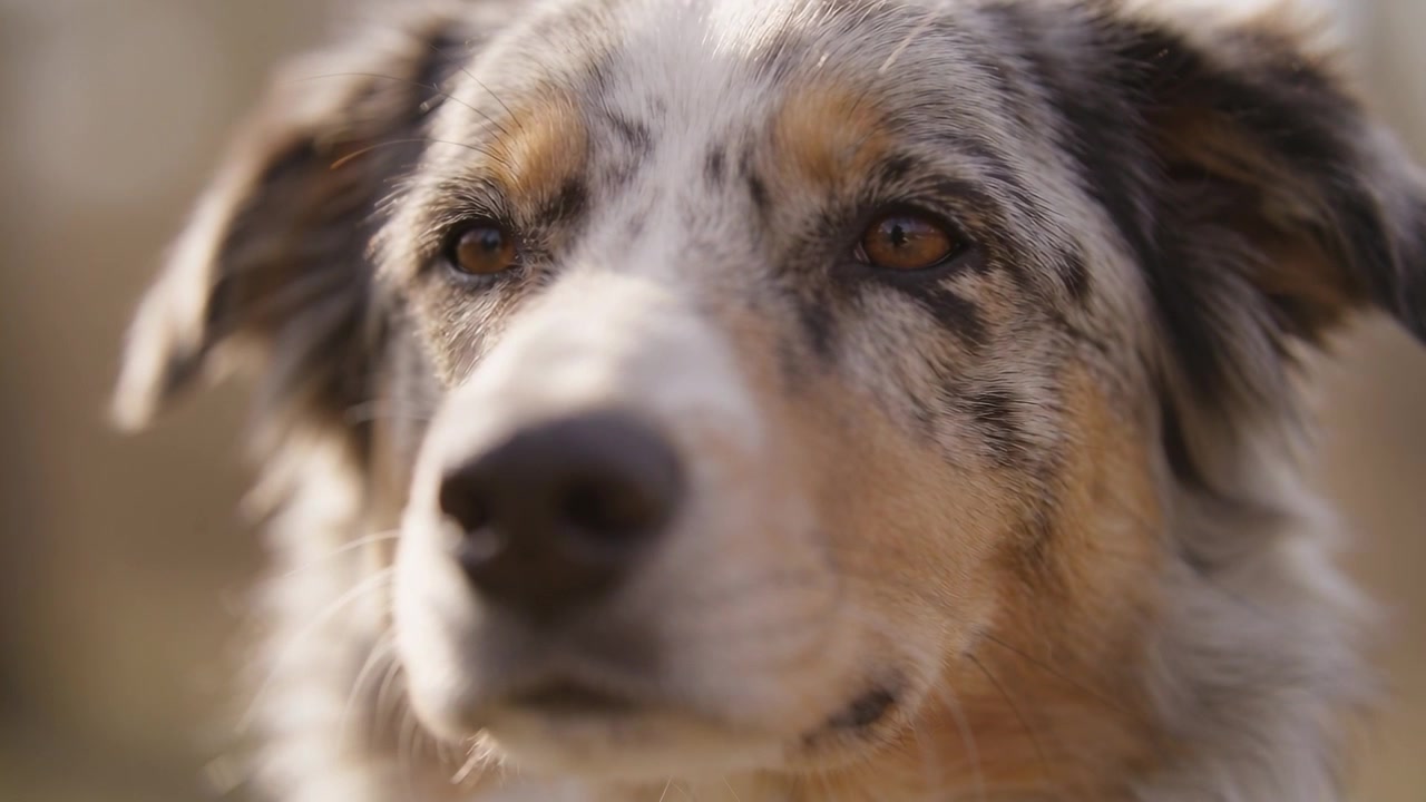 Reacting to off-camera sound, merle dog tilting head, shifting gaze and blinking outdoors