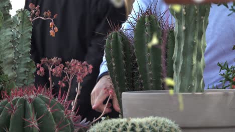 Cactus-En-Exhibición-En-Un-Mercado-De-Flores-En-Meran,-Tirol-Del-Sur,-Italia