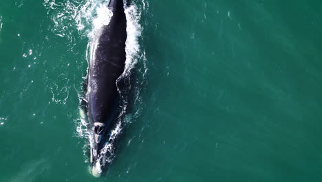 solo southern right whale exhaling water in distinctive v-shape