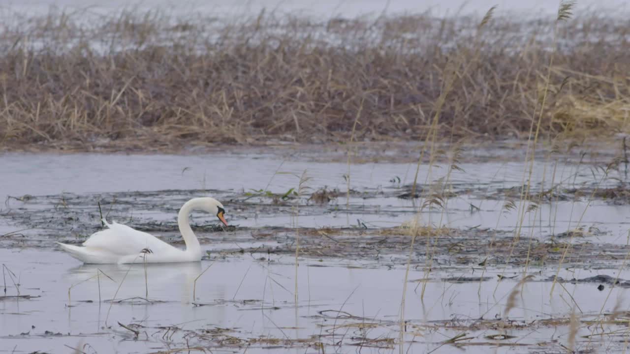 el cisne mudo está buscando material para su nido en las cañas