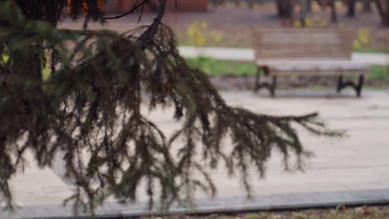 Spruce tree branch in sharp focus with wooden benches softly blurred in background, captured in calm outdoor park setting with tiled pavement and earthy natural tones on a peaceful overcast day