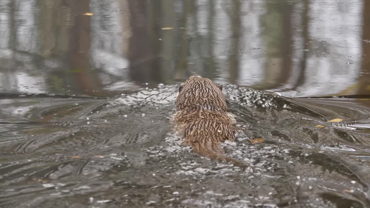 toma larga y mediana de una linda nutria delgada deslizándose por el agua fría y oscura de un río en busca de presas