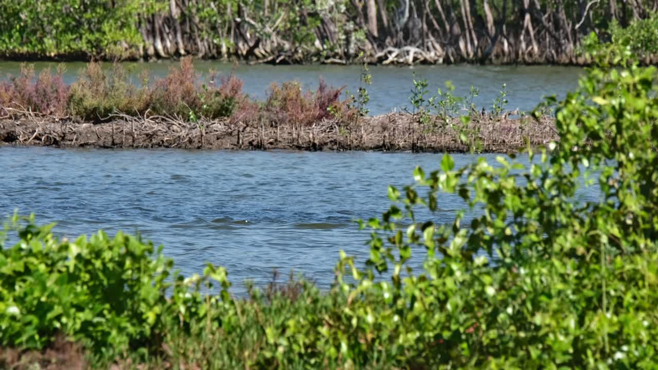 잔디를 통해 볼 수 있습니다. 무리가 오른쪽으로 이동하면서 함께 먹이를 먹고 있습니다. 작은 코모란트 마이크로카보 니제르, 태국