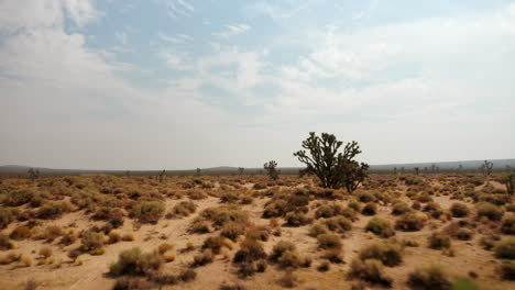 low altitude flight over the harsh mojave desert wilderness and by joshua trees