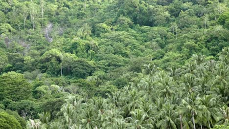 many coconut trees on the foothills near the beach in phuket, thailand