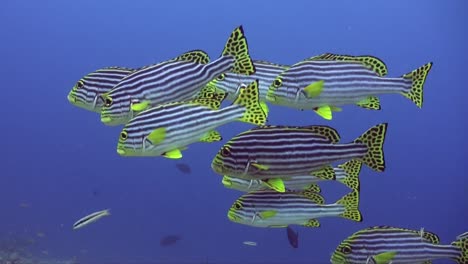 yellow striped sweetlips standing over tropical coral reef in the maldives