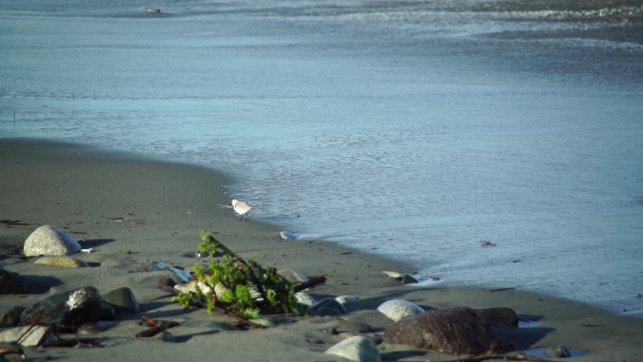 Lone sanderling (Calidris alba) walking along the edge of breaking waves looking for food