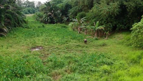 disparo de un dron en movimiento lento de un búfalo de agua caminando solo en un área abierta en un bosque en el sudeste asiático