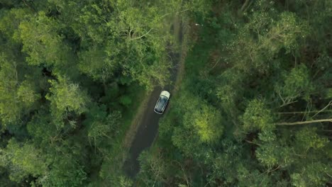 white car driving in the country woodlands with lush green foliage