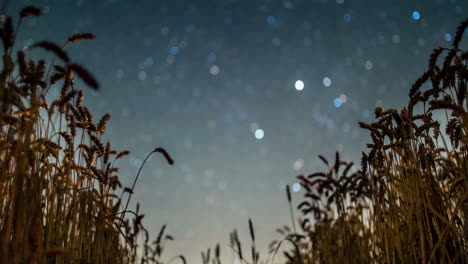 Cielo-Nocturno-Sobre-Cultivos-Timelapse