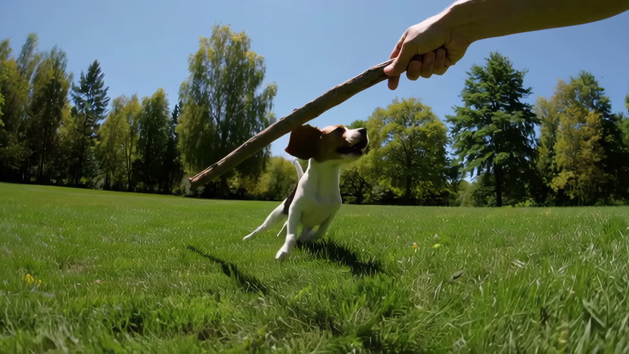 Playful Dog Jumps and Runs for a Stick in a Sunny Park
