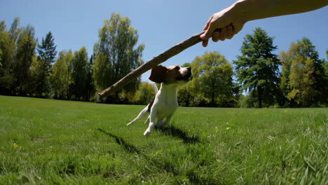 playful dog jumps and runs for a stick in a sunny park