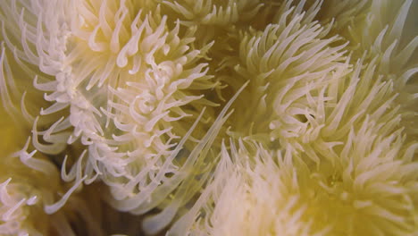 Close-up-shot-of-a-nice-anemone