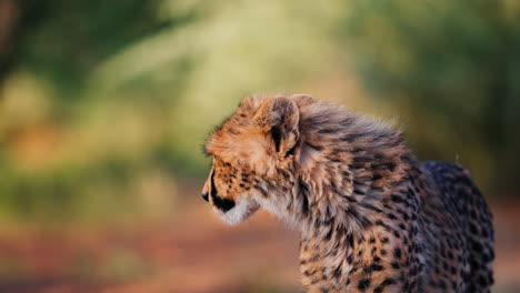 cheetah profile