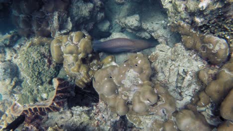 captura submarina desde arriba de morenas gigantes escondidas entre corales en el mar de andamán