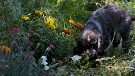 cute spaniel puppy dog stops to smell the flowers in slow motion, fixed soft focus