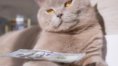 british gray domestic cat holding in paws 100 dollar bill in room. 4k. close up