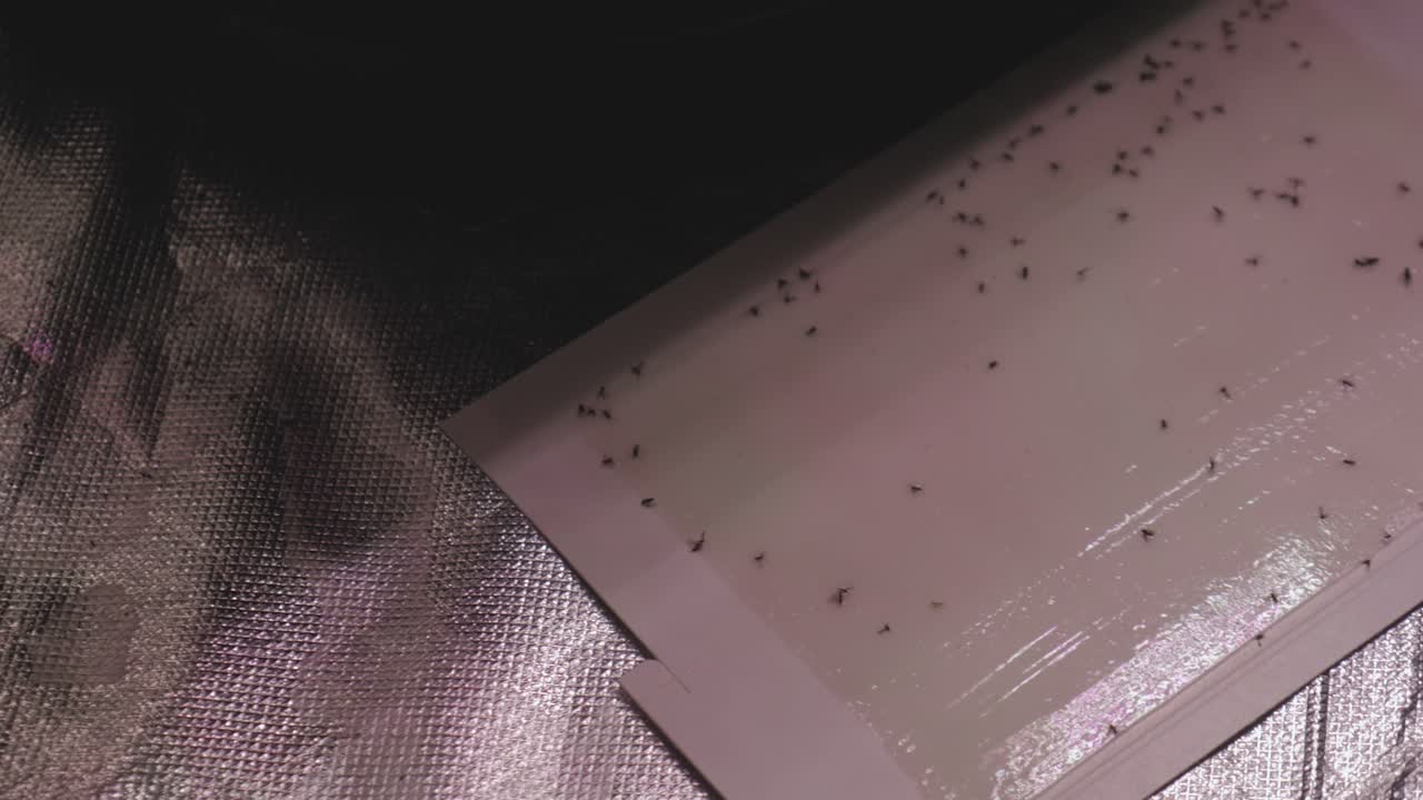 마리화나 대마초 대마 식물의 기반에 놓인 흰색 마분지 끈적끈적한 벌레 트랩