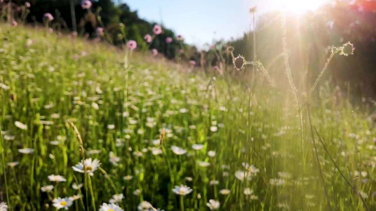 Low angle handheld shot through a sunlit field of blooming daisies and green grass.