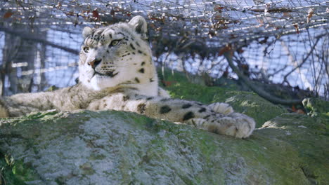 snow leopard at zoo looks around from the top of a rocky hill