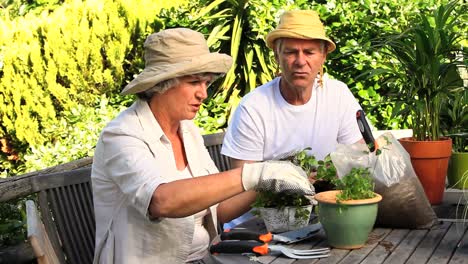 Mature-couple-potting-herbs-in-the-garden