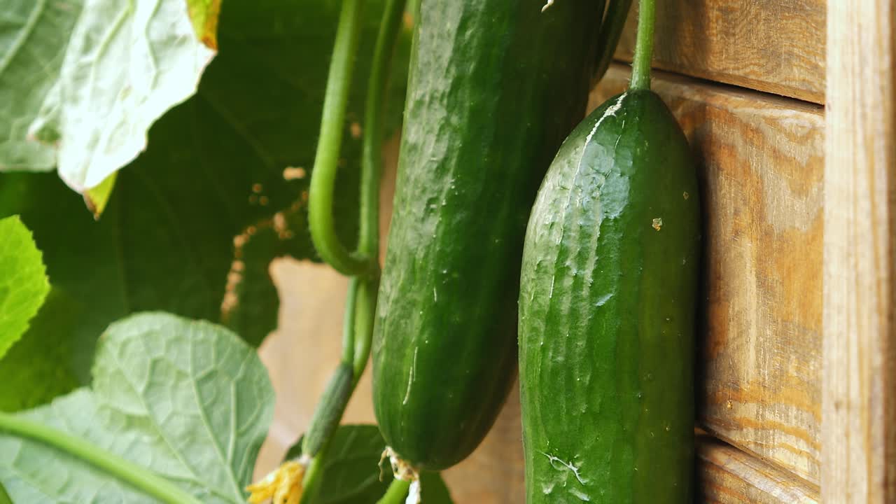pepinos en el invernadero, pepinos jóvenes crecen en el arbusto